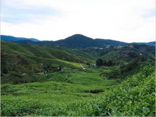 Rainbow Cameron Highlands